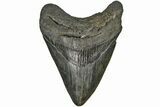 Fossil Megalodon Tooth - South Carolina #165408-2